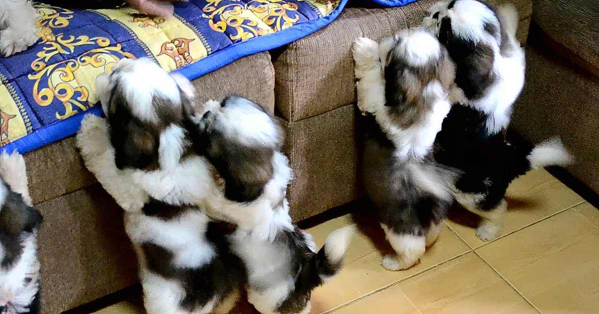 Several fluffy puppies, likely Shih Tzus, are playing on a couch and floor, showcasing their playful and energetic nature.
