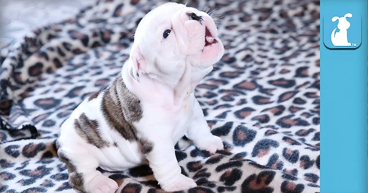A white and brown puppy with a wrinkled face sits on a leopard-print blanket, looking up.