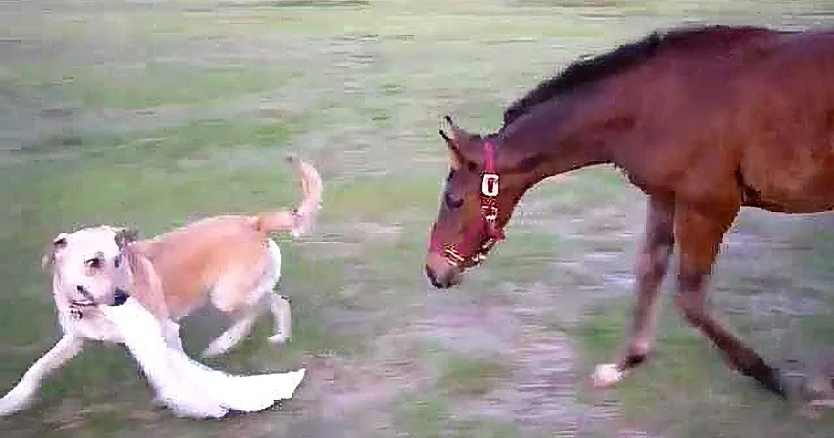 A dog runs alongside a horse in a grassy field, both in motion.