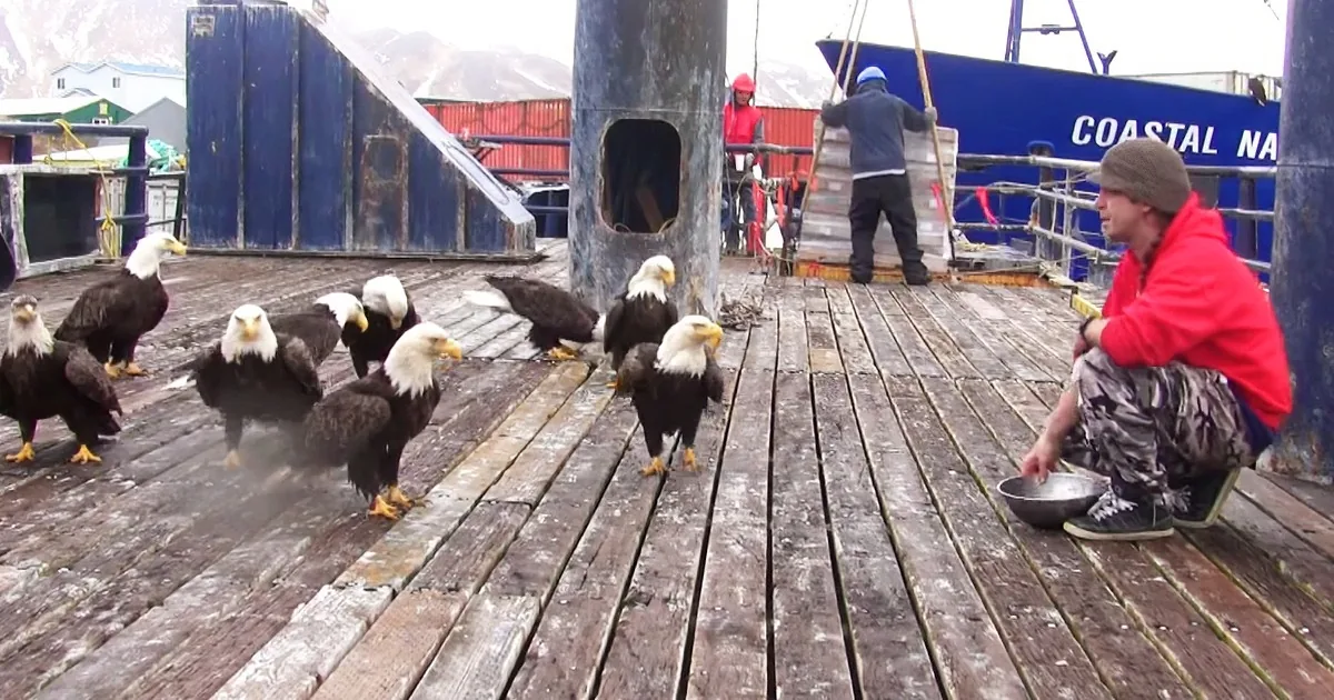 Fisherman Feeding a Flock of Majestic Eagles Gets a Huge Shock When He Looks to His Left