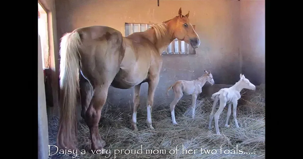 This Palomino Foal Was Born Surprisingly Tiny. Wait Until You See Why