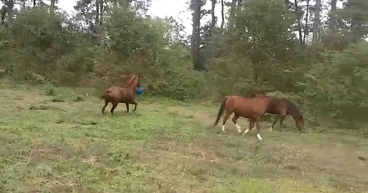 Horses graze in a lush green field surrounded by dense trees.