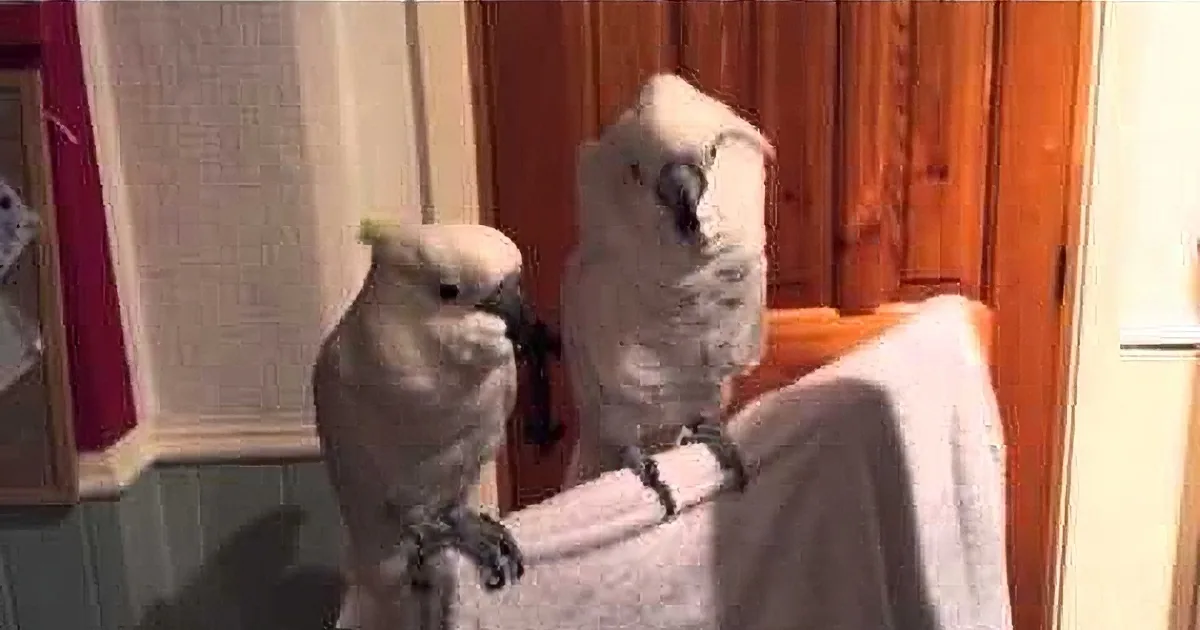 Two cockatoos perched on a white surface, one larger and one smaller, in a room with wooden doors and a red wall.