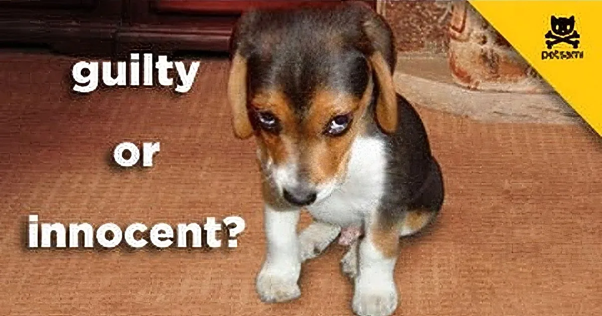 A beagle puppy stands on a carpet with a "guilty or innocent?" text and a skull logo in the corner.