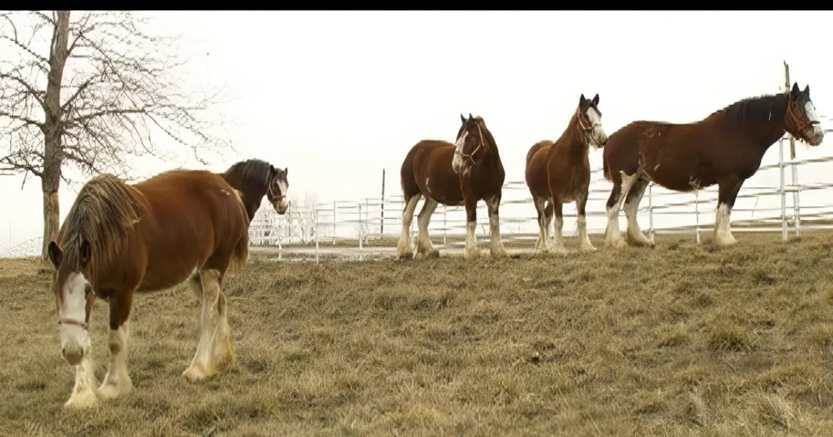 Four Clydesdale horses stand in a fenced pasture, with one walking towards the camera.