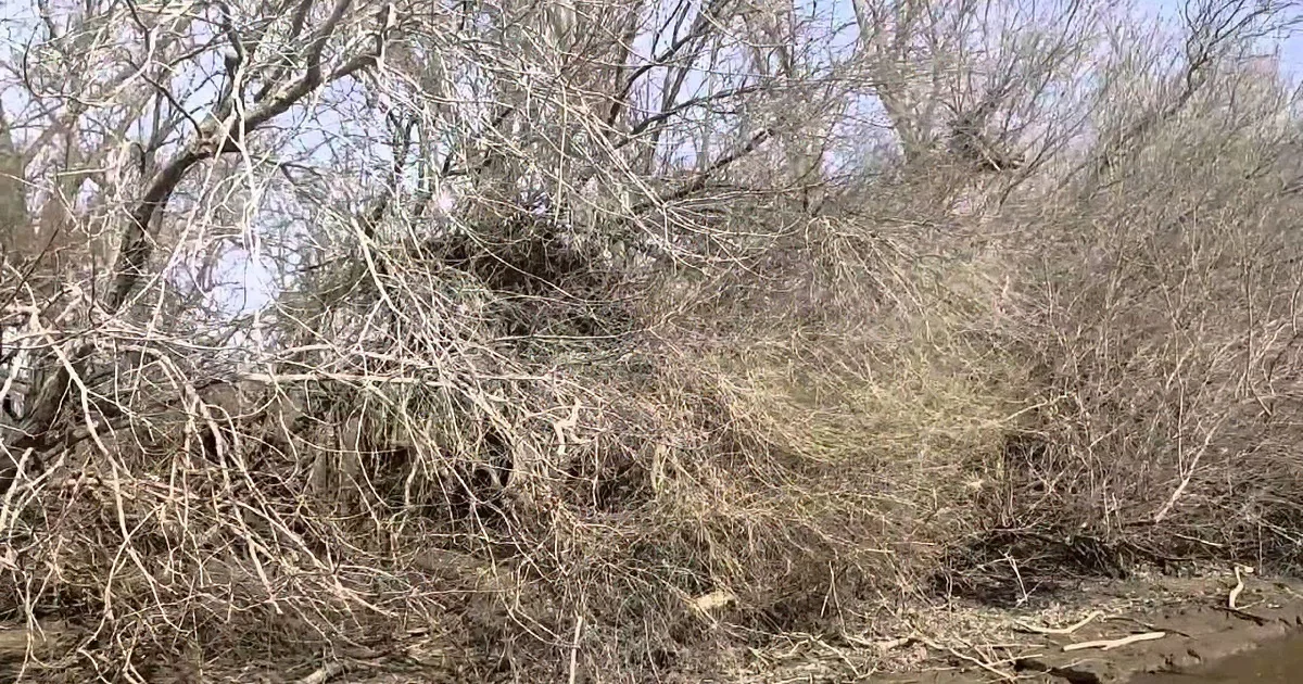 A dense tangle of bare branches and twigs dominates the scene, creating a chaotic natural structure.