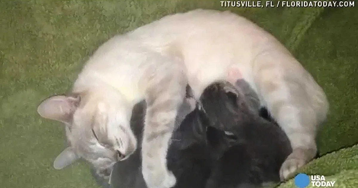 A white cat is nursing four black kittens on a green surface.