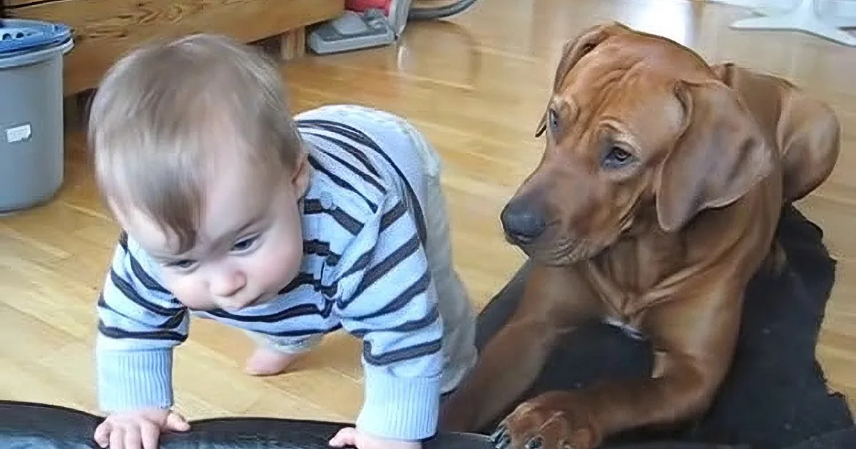 A baby in a striped shirt is crawling on a black mat, with a large brown dog sitting attentively nearby.