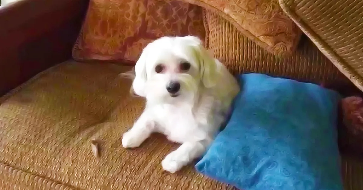 Dad Walks Into Room, Finds Torn up Kleenex Everywhere. How His Pups Respond? LOL!