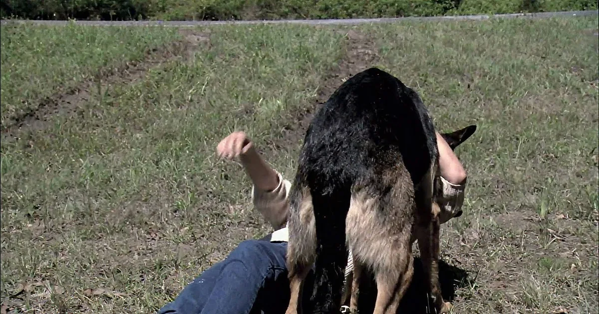A person and a dog are lying on the grass in a field, with the dog partially covering the person.