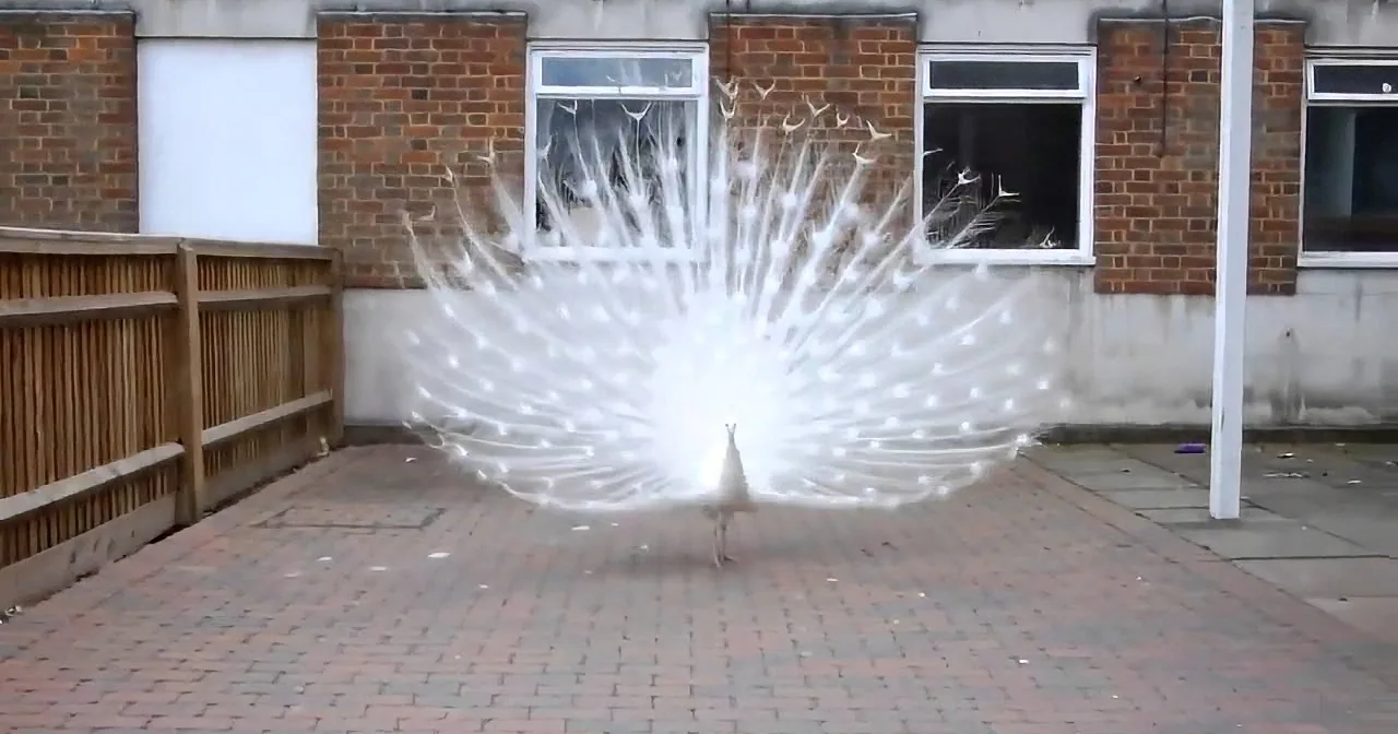 A white peacock with fully spread tail feathers stands on a brick patio in front of a brick building.