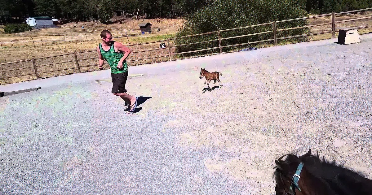 A man runs alongside a small horse in a fenced outdoor area with a larger horse in the foreground.