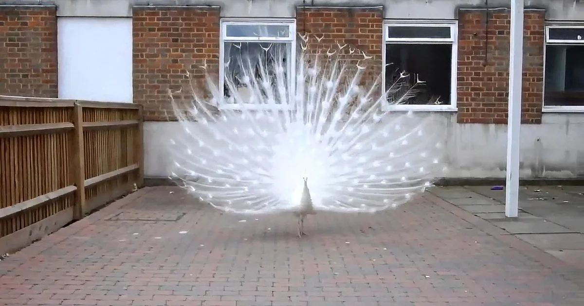 A white peacock with an open tail displays its feathers in a courtyard with brick pavement and a brick building in the...
