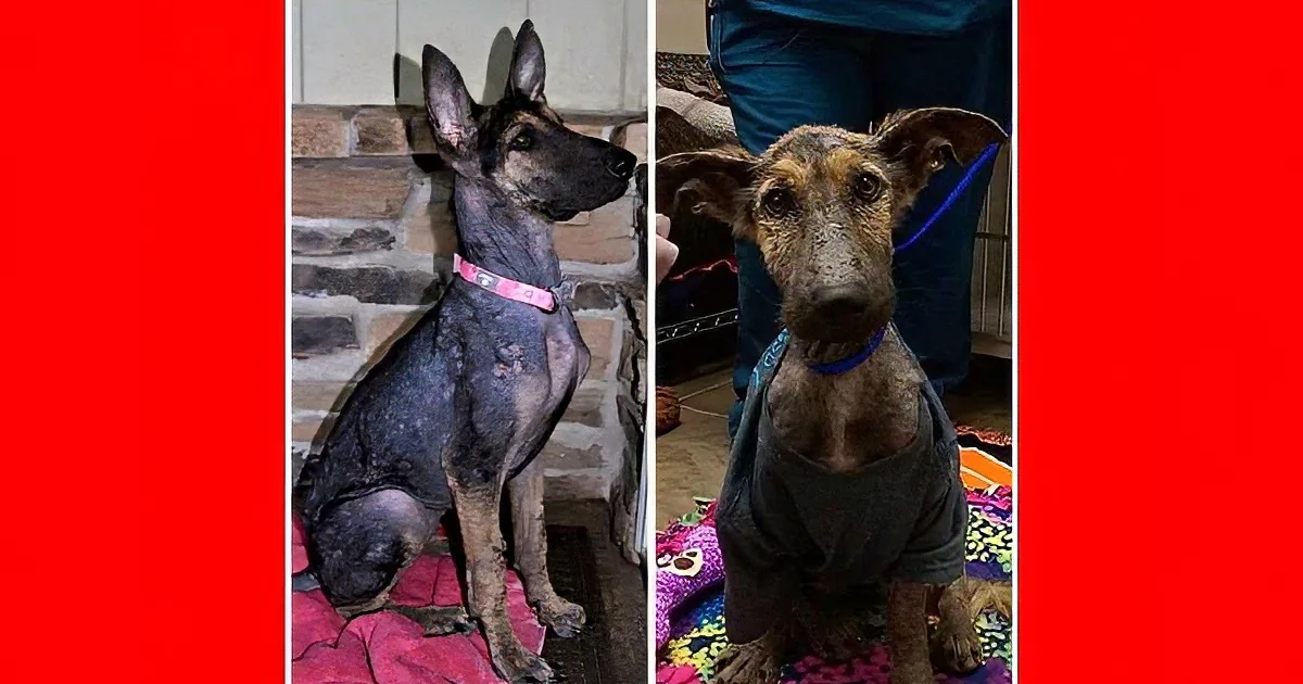 A dog with a thin coat and a pink collar is shown in various poses, highlighting its condition.