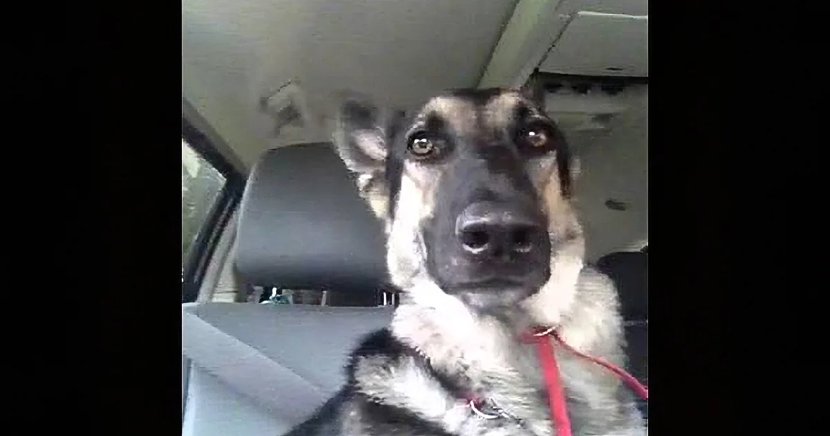 A German Shepherd dog is sitting in a car, looking directly at the camera with a red leash visible.