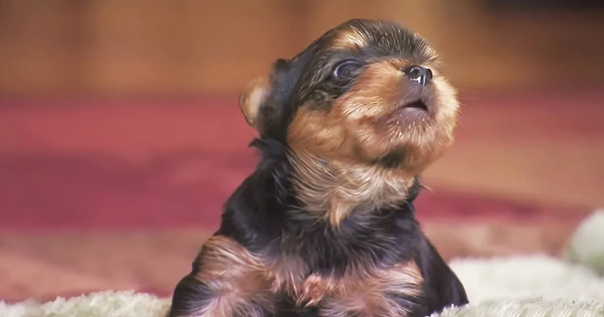 A small, dark brown puppy with a fluffy coat is walking on a wooden floor.