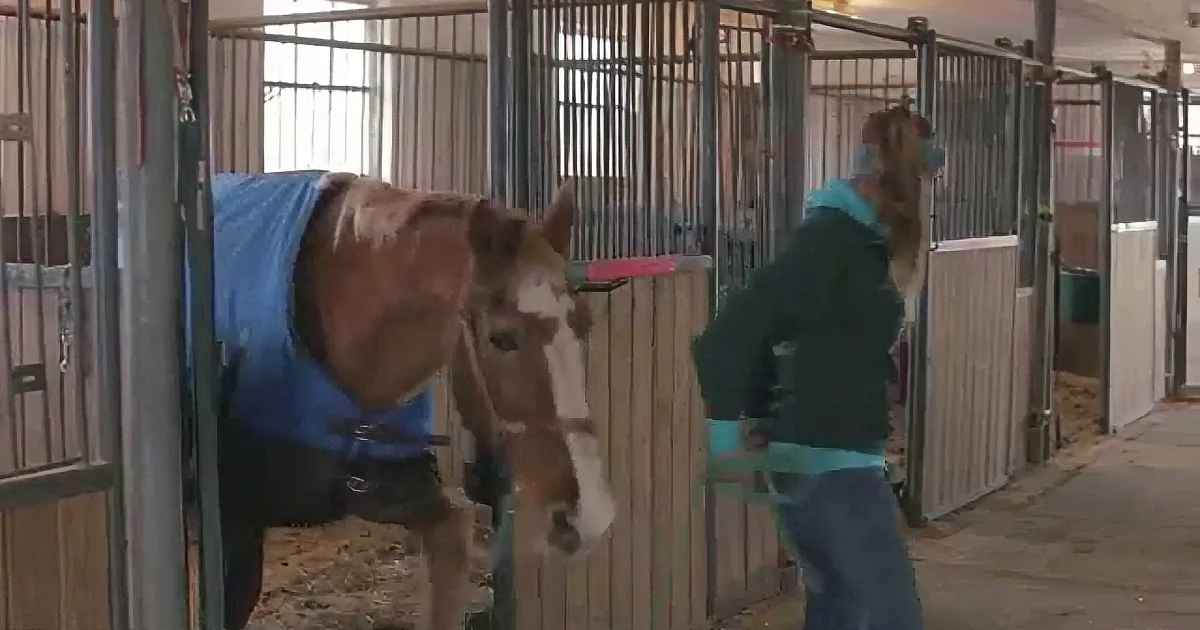 A person in a green jacket is leading a horse with a blue blanket in a stable.