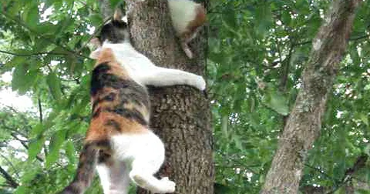 A calico cat is climbing a tree, its back facing the camera, with green leaves surrounding it.