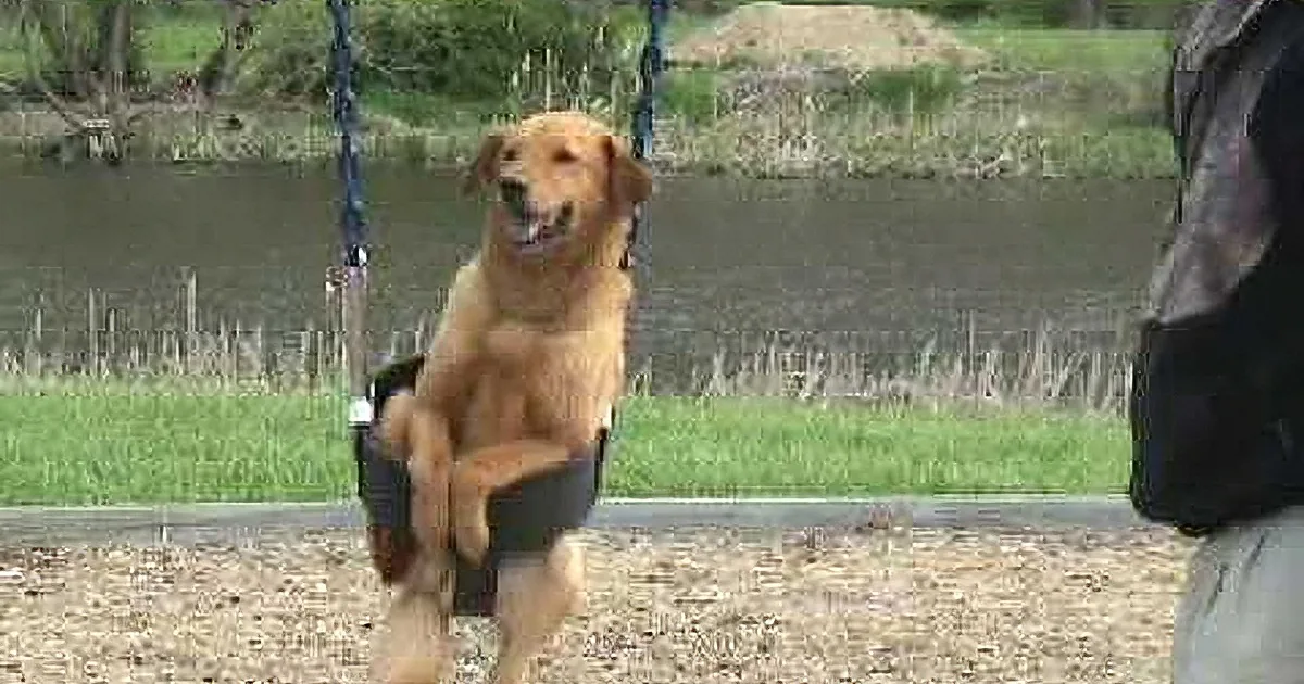 A golden retriever sits happily in a swing at a park, surrounded by greenery and water.