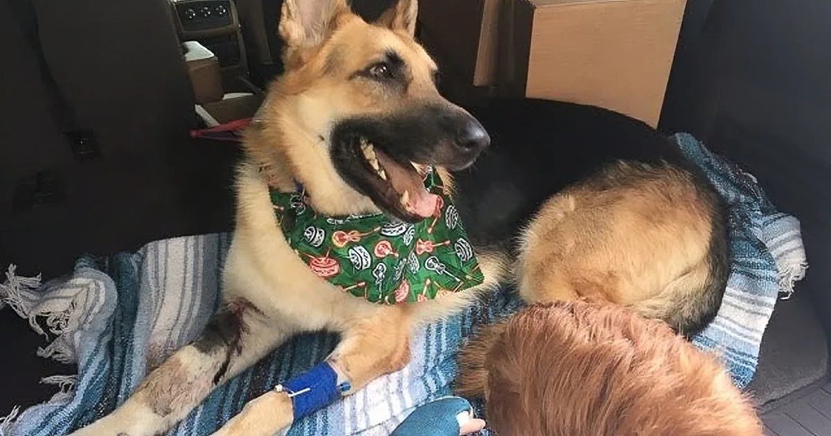 A German Shepherd wearing a green bandana with a bandage on its leg rests on a blanket in a car.