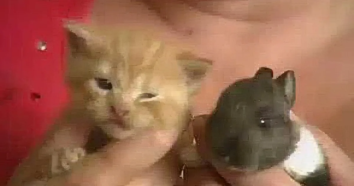 A tiny orange kitten is being held, with a red cloth and a hand visible in the background.