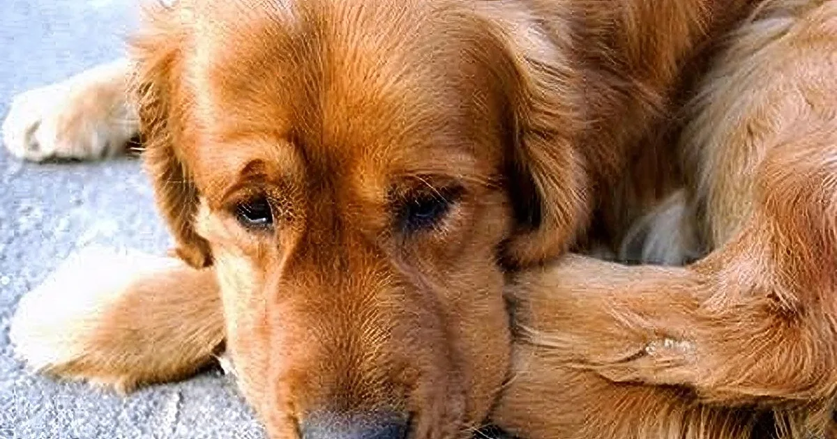A golden retriever dog is lying down, looking sad and resting its head on its paw.