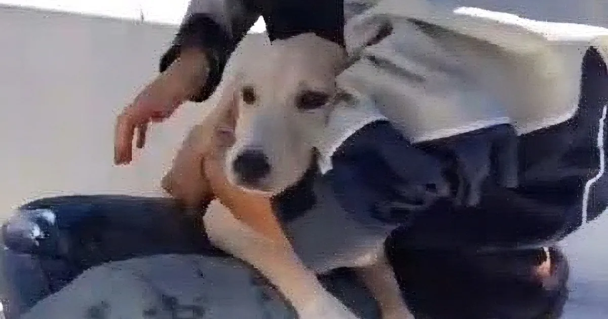 A person is petting a light-colored dog with a white and tan coat, sitting on their lap.