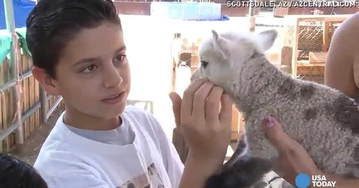 A boy holds a lamb at an outdoor event, with hands assisting, in Scottsdale, AZ.