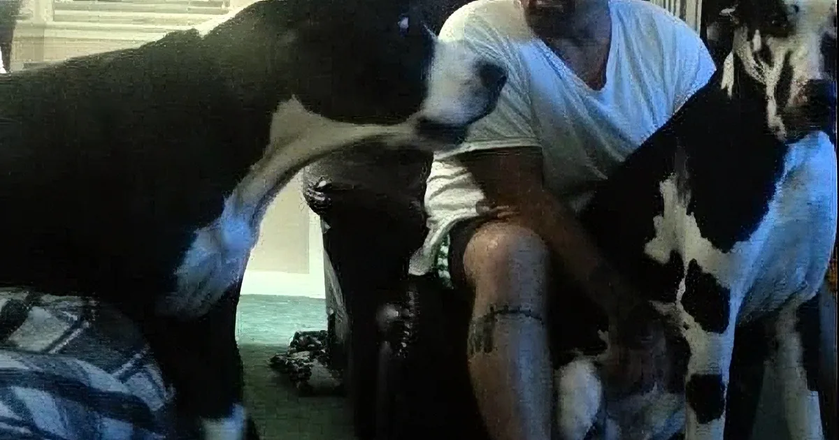 A man sits between two large black-and-white dogs, one licking the other's face.