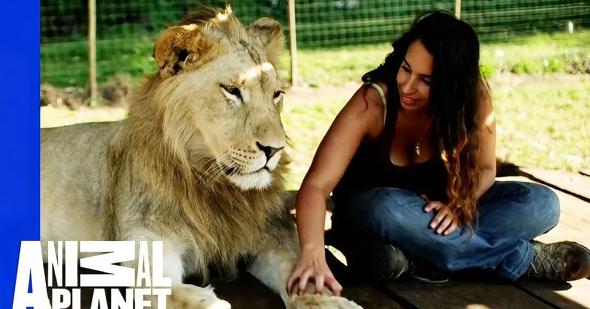 A woman kisses a lion lying on a wooden platform in a fenced area.