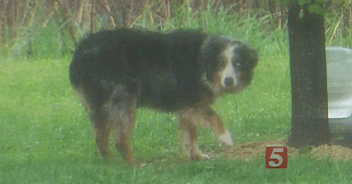 A black and brown dog stands on grass near a tree, looking slightly to the side.