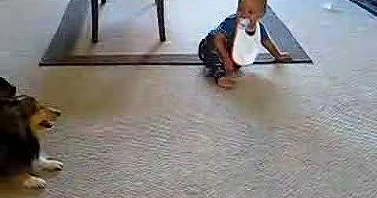 A baby in a white bib and blue pants is crawling on a carpet, with a dog lying nearby.