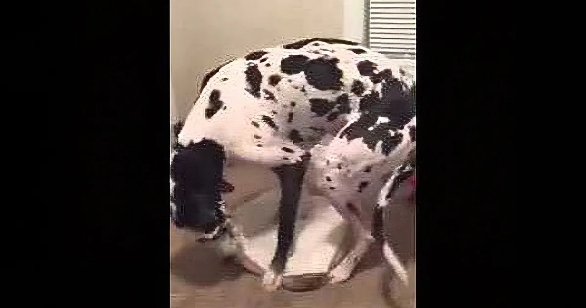 A black and white dog is bending down, possibly sniffing or inspecting something on the ground.
