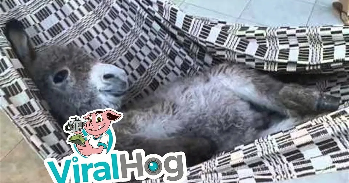 A cat is lying on a checkered fabric, appearing to be in a relaxed or possibly sleepy state.