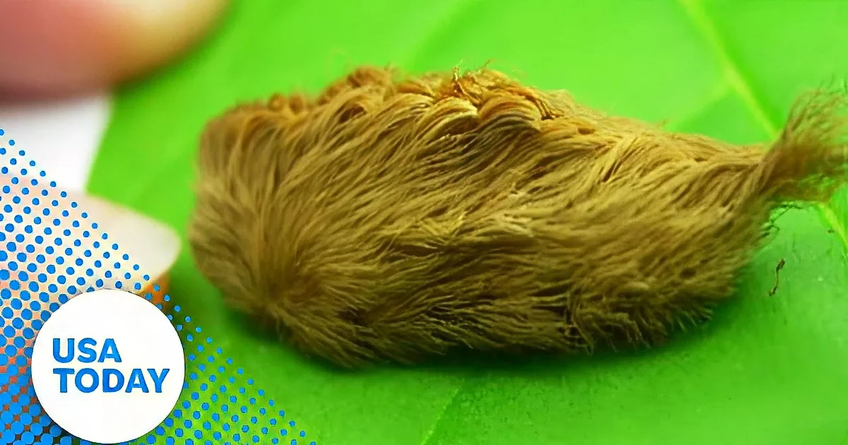 A close-up of a sloth's foot with a person's hand gently holding it.