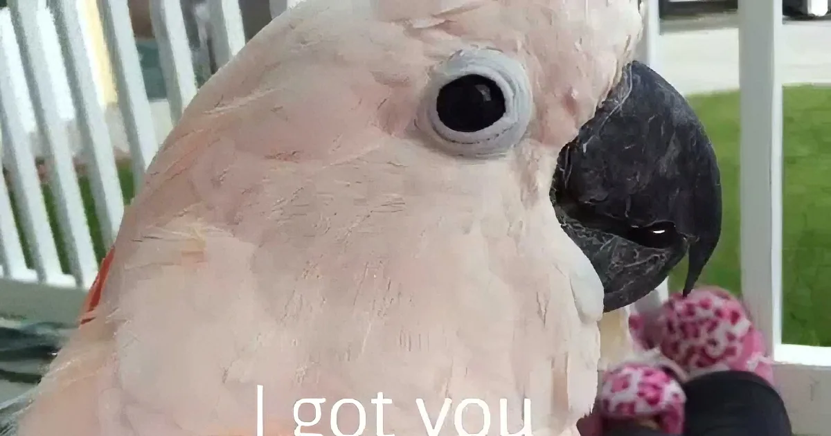 A close-up of a pink cockatoo holding a pink and white object, with text saying "I got you."