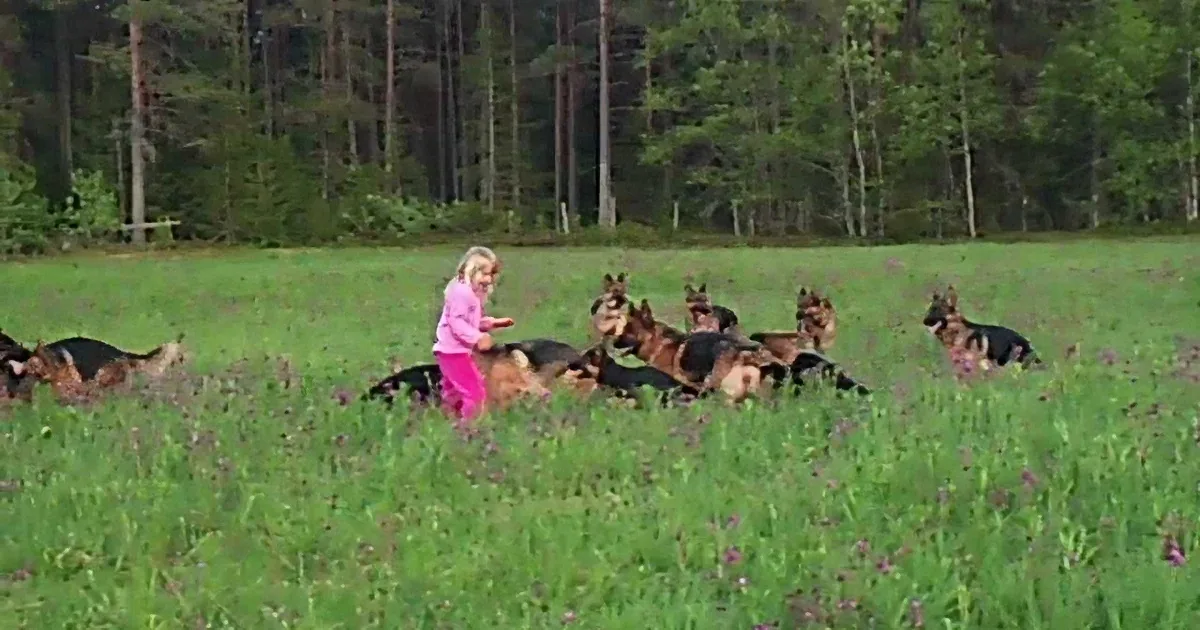 This Little Girl Plays With 14 Beautiful Dogs. Now Watch When She Lifts Her Arms up! Wow!