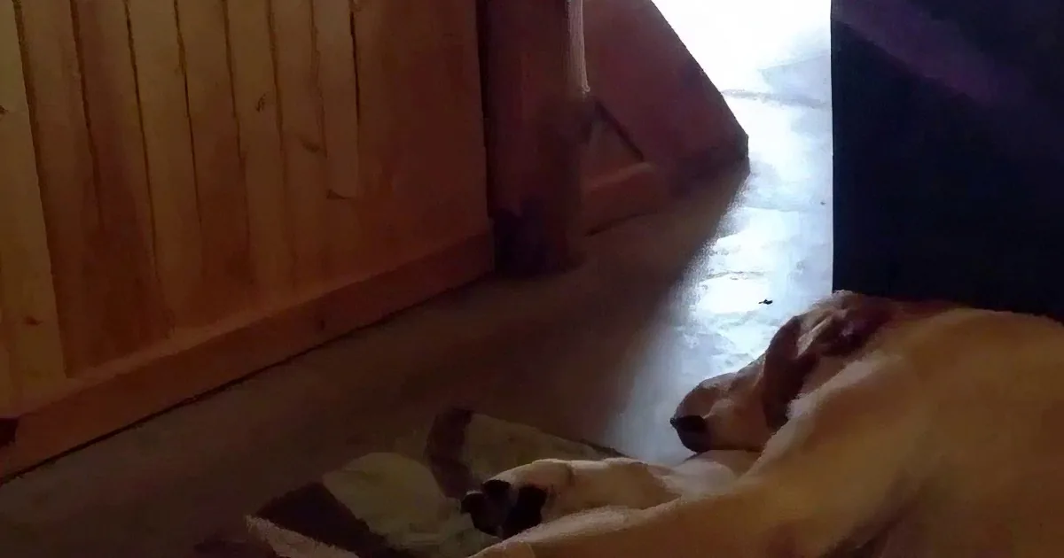A dog lies on the floor, partially obscured by a wooden structure, with a broom leaning against it.