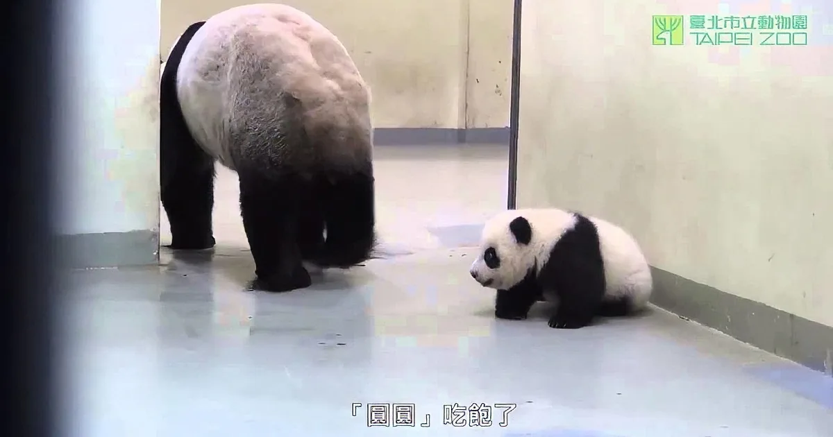 A panda bear and its cub are in a zoo enclosure, with the cub lying on the floor.
