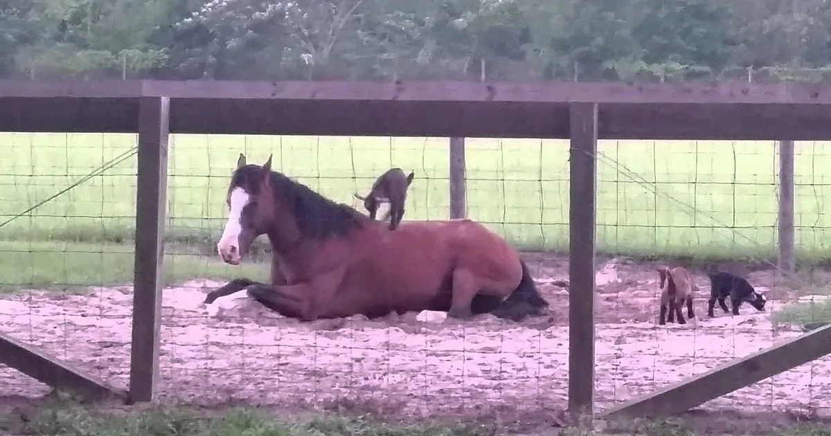 A horse lies on the ground, a goat climbs on its back, and another goat walks nearby in a fenced pasture.