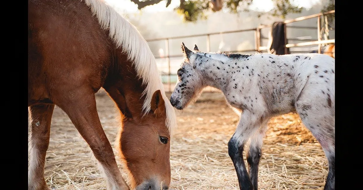 A brown horse and a white spotted foal stand together on straw, with the foal looking up at the horse.