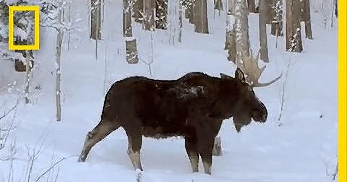 A moose stands in snowy forest, surrounded by tall trees and snow-covered ground.