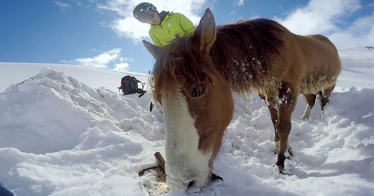 A horse with a fluffy mane stands in snow, eating hay, with a person in a bright jacket and helmet in the background.