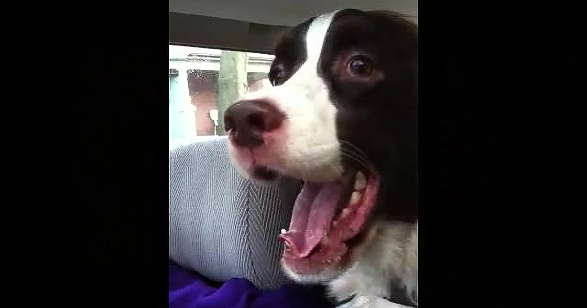 A black and white dog with its tongue out, looking to the side, wearing a sweater.