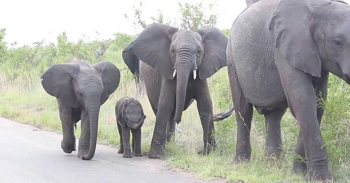 A family of elephants, including a baby, walks along a road in a grassy area.