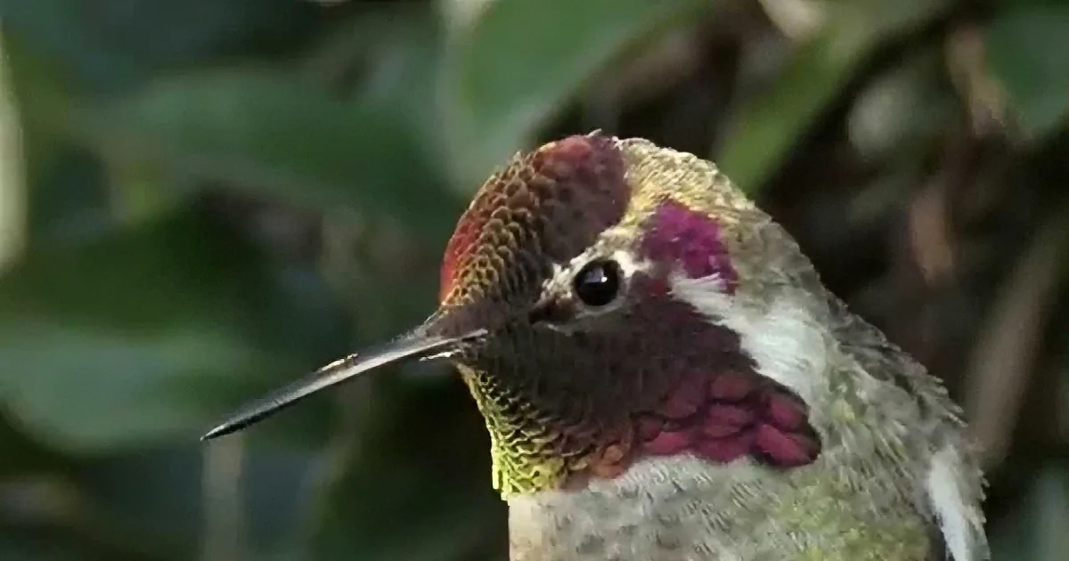 A hummingbird with a colorful head and intricate patterns on its body is perched amidst green foliage.