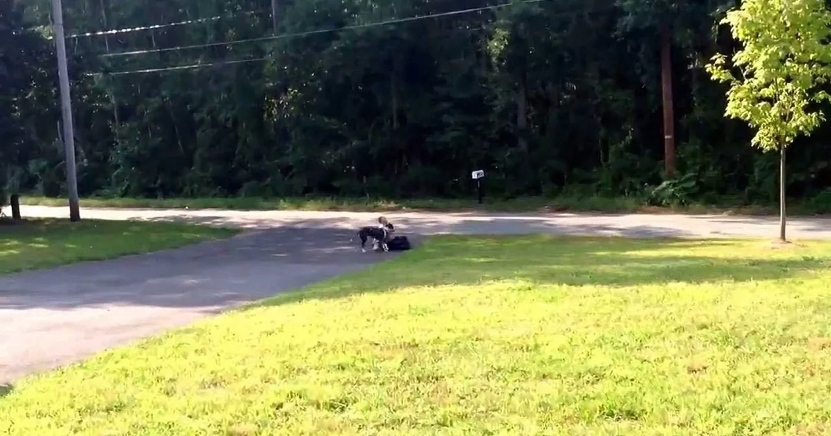 Two dogs play on a grassy lawn near a road with trees and power lines in the background.
