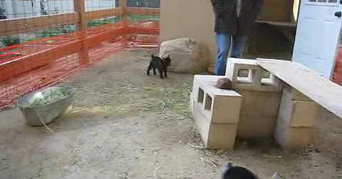 A small black dog explores a fenced outdoor area with a person in the background.