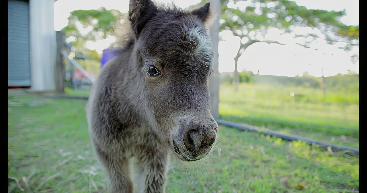 A close-up of a donkey's face in a grassy field with a blurred background.