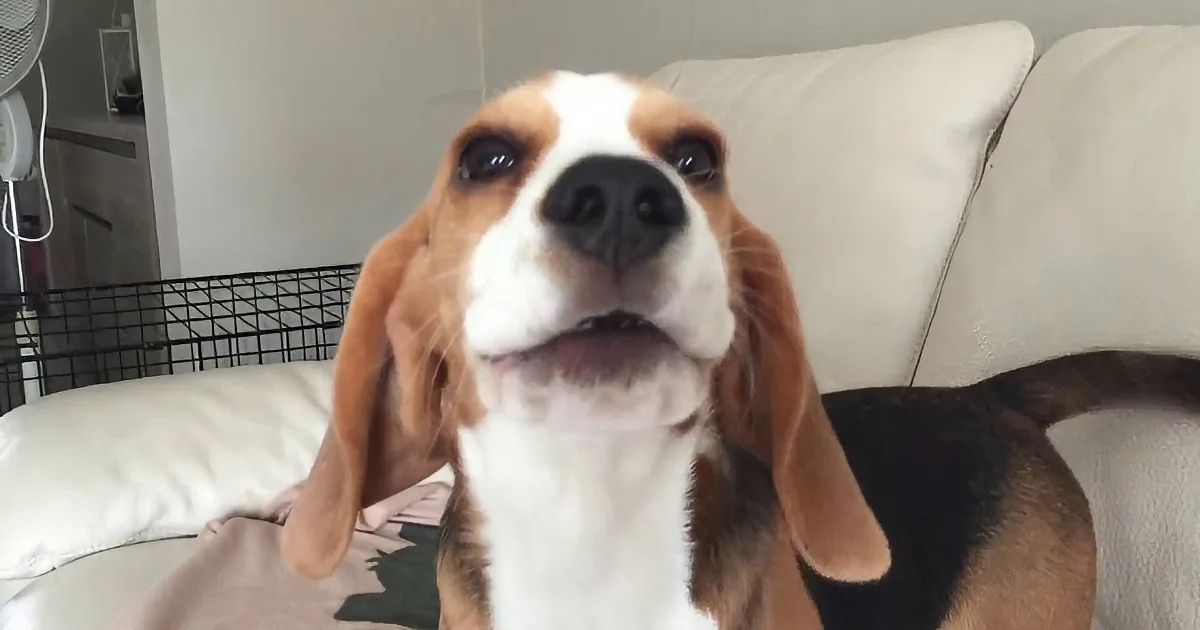 A beagle dog with brown and white fur is sitting on a white couch, looking up with its mouth slightly open.